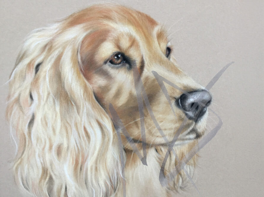 Pet portrait, cocker spaniel
