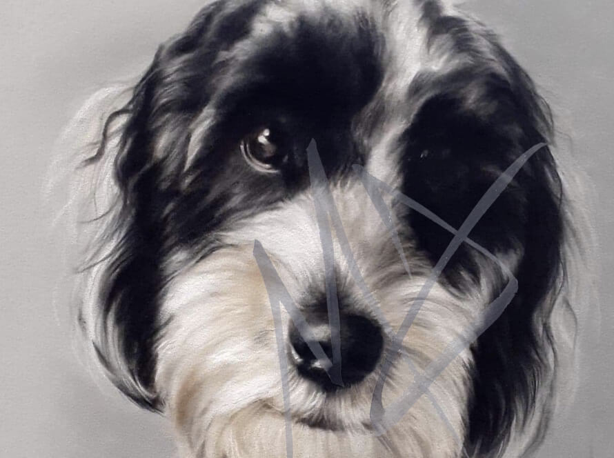 Cute pet portrait of a spaniel pup