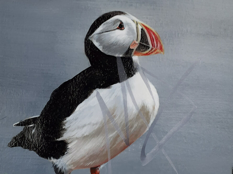 Drawing of a puffin