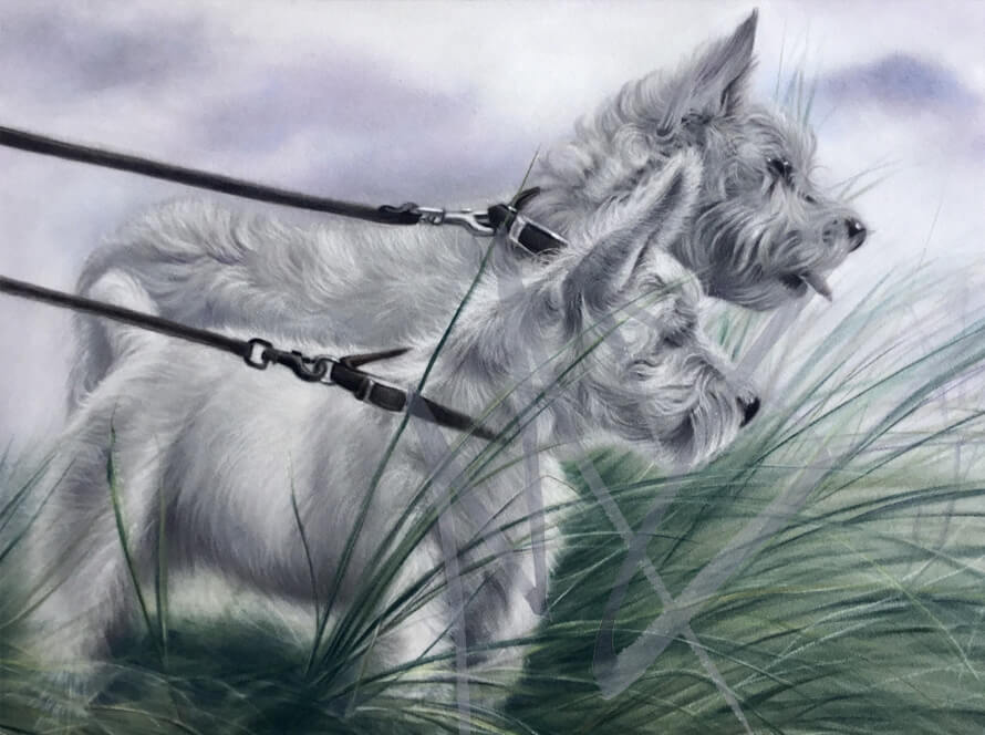 Two Westie dogs on a walk in pastel